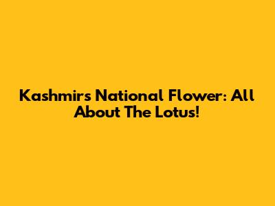 Kashmir's National Flower: All About The Lotus!