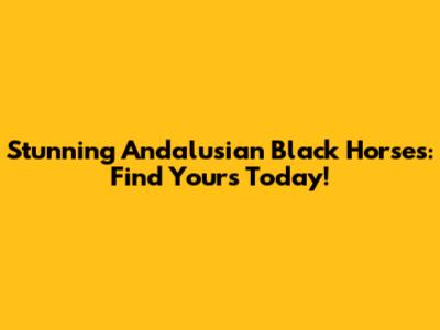 Stunning Andalusian Black Horses: Find Yours Today!